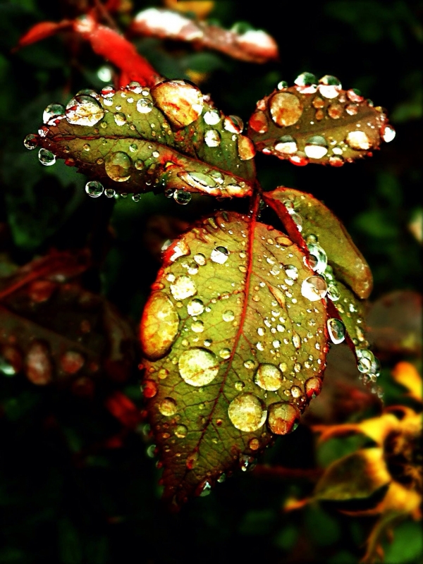 Memory through Focus by artist Andres Cavazos